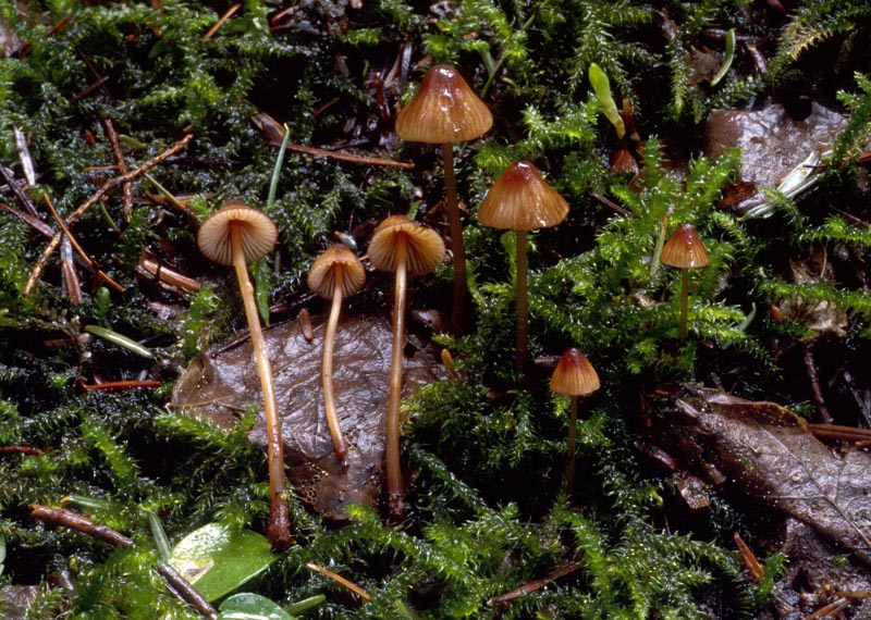 Mycena sanguinolenta